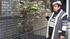 Садоводство. Калина. ПРАВИЛА УХОДА ЗА КАЛИНОЙ . Топ-20 самых лучших кустарников для сада