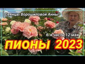 Сеянцы пионов Ворошиловой. Цветение 2023 года! Часть 6 / Сад Ворошиловой