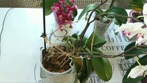 КАК УЕХАТЬ В ОТПУСК НА 2-4 НЕДЕЛИ, ОСТАВИТЬ ОРХИДЕИ / ПОЛИВ для ленивых