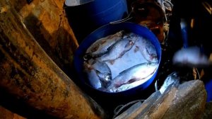 Язь колодкой Сухой посол рыбы