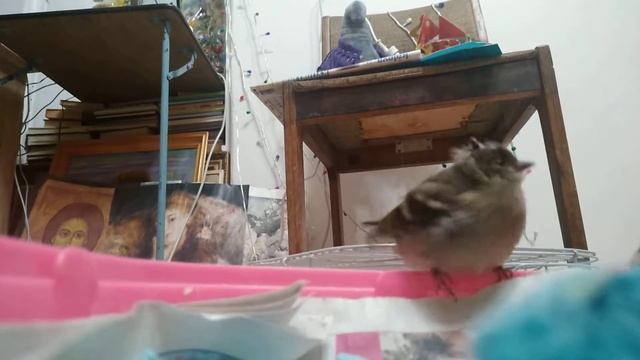 Кормим птенцов трясогузки смотреть онлайн