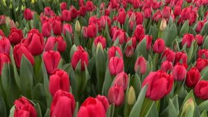 Тюльпан Curry🌷 Вигонка тюльпанів/Каррі/Карри