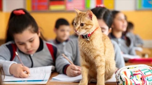 Бродячий кот приходил на урок математики. Позже его история облетела весь МИР! смотреть онлайн