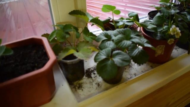 Земляника ананасная . strawberries in winter. strawberries at home Осенняя посадка смотреть онлайн