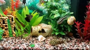 Мой аквариум 70 литров и его обитатели