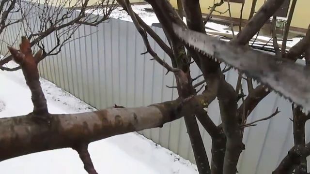 ОБРЕЗКА ГРУШИ сильно растущей вверх. КАК УДЕРЖАТЬ КРОНУ