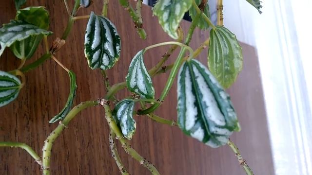 школьные цветы, в горшках, бегонии смотреть онлайн