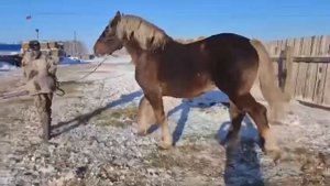 К продаже предлагается Советский тяжеловоз 2019 г.р. Исчезающая линия Флейтиста. Паспорт ВНИИК.