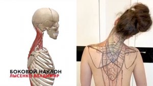 Как происходит боковой наклон шеи и головы в сторону. Анатомия 3D