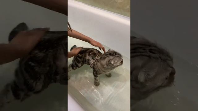 Как правильно мыть кошку! Моем кошку??? смотреть онлайн