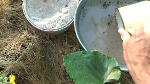 УВЯДАЮТ ЗАВЯЗИ НА ОГУРЦАХ? СРОЧНО СДЕЛАЙТЕ ЭТУ ПОДКОРМКУ
