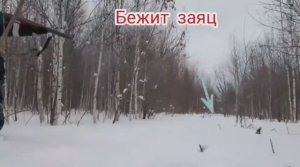Охота на зайца в сибири. Такой охоты у меня еще не было