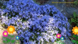 Колокольчик пожарского. Краткий обзор, описание характеристик campanula poscharskyana