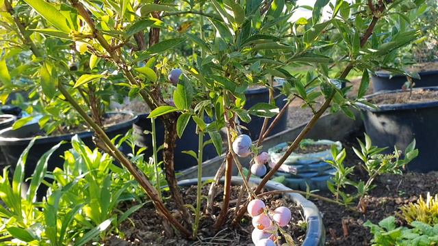 20240812_175508.mp4Пробую впервые ягоды Денис Блю и Ханны Чойс. смотреть онлайн