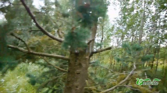 Дерево-великан ДУГЛАСИЯ. Хвойные деревья. Где и как растет хвойное дерево ДУГЛАСИЯ. Купить саженцы.