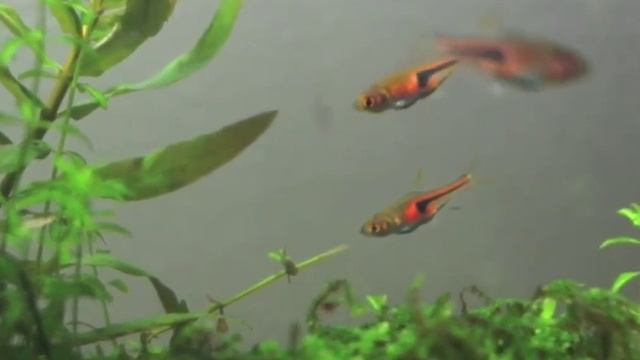 расбора эспеи (trigonostigma espe) смотреть онлайн