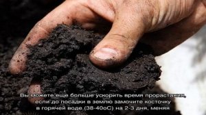 Что можно вырастить из фруктовой косточки