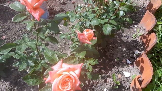 Роза Карина (чайно-гибридная) смотреть онлайн