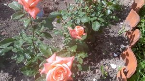 Роза Карина (чайно-гибридная)