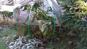 Как укрыть растения на зиму. Осеннее укрытие растений. Какие растения обязательно укрывать?