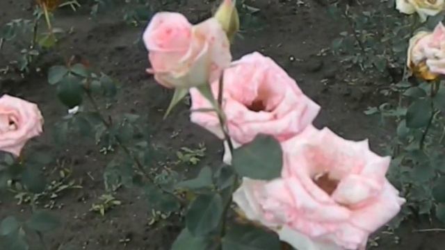 ДОЛИНА РОЗ. Кисловодский парк, уникальное место отдыха.