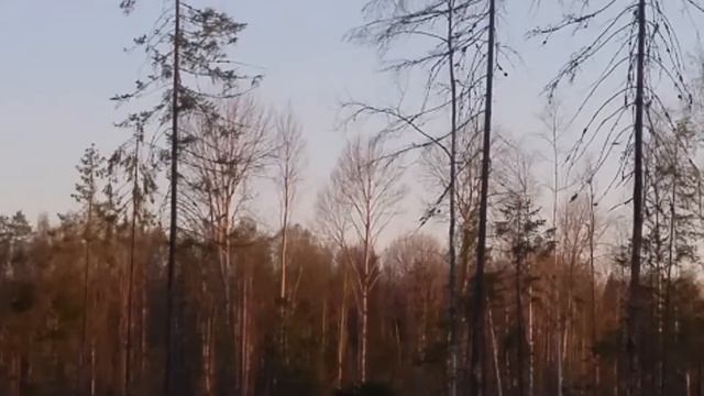 Лось. Просто лось смотреть онлайн