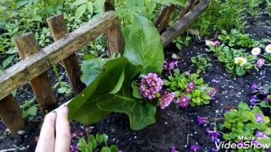 БАДАН  садовое лечебное растение