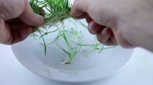 Lilaeopsis brasiliensis - Brazilian Micro Sword