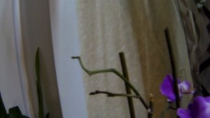 Цветы на кухне. Цветы в интерьере. Обзор цветов.