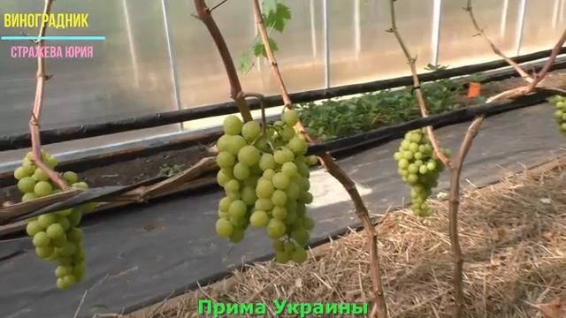 Виноград Беларуси. Лидчина . Сорт винограда - Прима Украины.