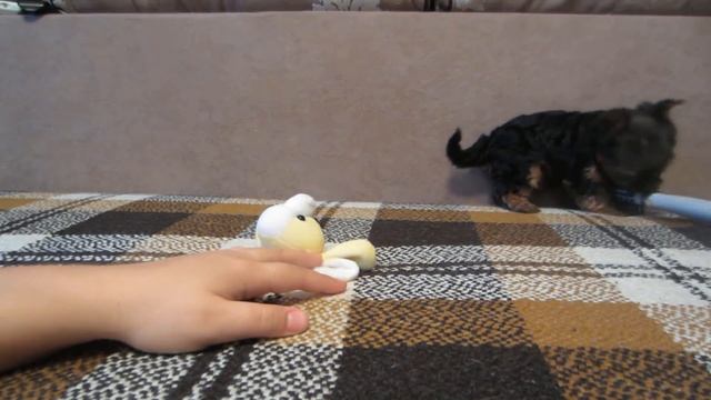 ПОДАРОК МАМЕ ЩЕНОК ПУПСЯ ! Наши котята еще не знают о СОБАЧКЕ  Подружка кошечки Мурки и кота Малыша