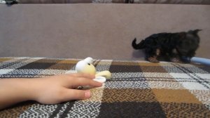 ПОДАРОК МАМЕ ЩЕНОК ПУПСЯ ! Наши котята еще не знают о СОБАЧКЕ  Подружка кошечки Мурки и кота Малыша