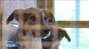 Приют «Ласка» собирает средства на покупку оборудования для приготовления еды