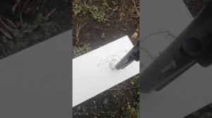 Тест сравнение пинпоинтеров на золото.