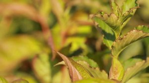 Вейгела Вінгс оф Фаер Арт:2363