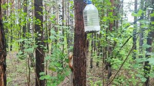 Белка в парке Победы.