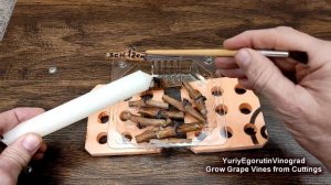 ? Укоренение черенков винограда на воде от Егорутина / Grow Grape Vines from Cuttings on water