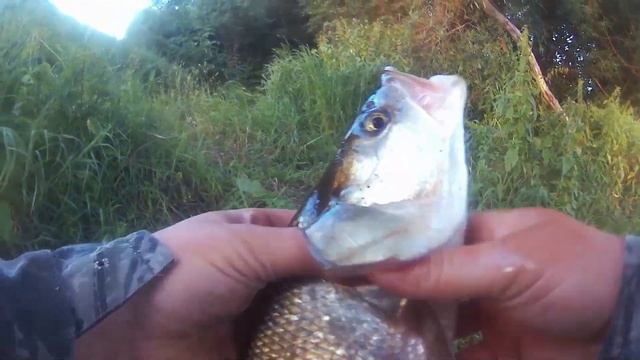 Вечерняя рыбалка на жереха. смотреть онлайн