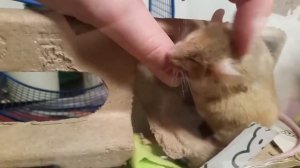 Декоративная мышь любит когда ее чешут за ушком