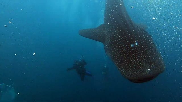 Китовая акула около 7 метров. Мальдивы 12.2020. смотреть онлайн