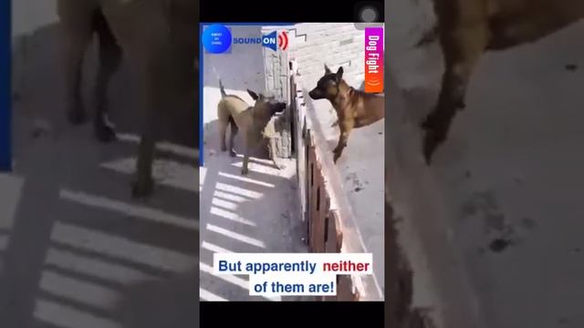 Dog Fight Scene смотреть онлайн