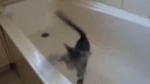 Прикольные коты.