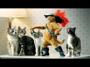 лучшая подборка смешных животных кошек и собак(мемы) #35