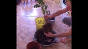 Пересадка лимона в домашних условиях