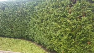 Obrezka-tui.ru ☎ +79990008108 услуги по Стрижке туй цена