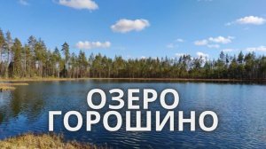 Озеро Горошино Ленинградская область. 2020 год