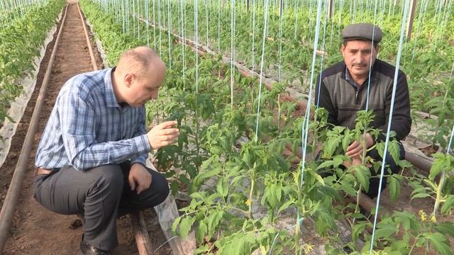 Выращивание томата "ФЕНДА" - Тонкости выращивания помидора смотреть онлайн