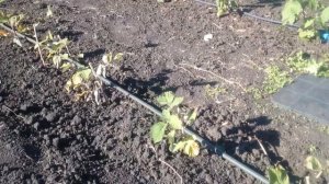 Важно! Обрезка малины после посадки.