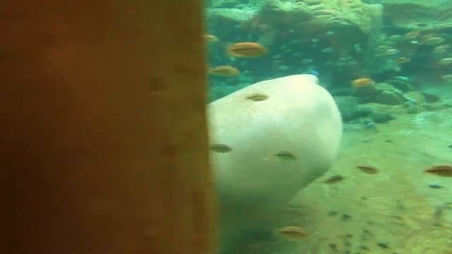 Бегемот под водой смотреть онлайн