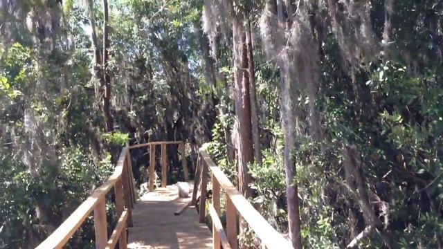 Siberian Lynx Bengal Cat смотреть онлайн